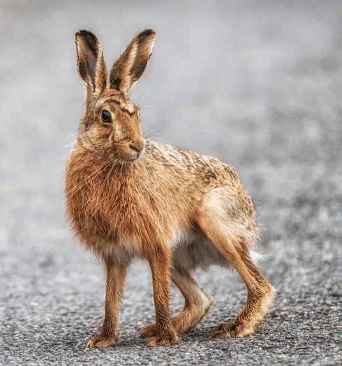 Longstone Larry Art Canvas